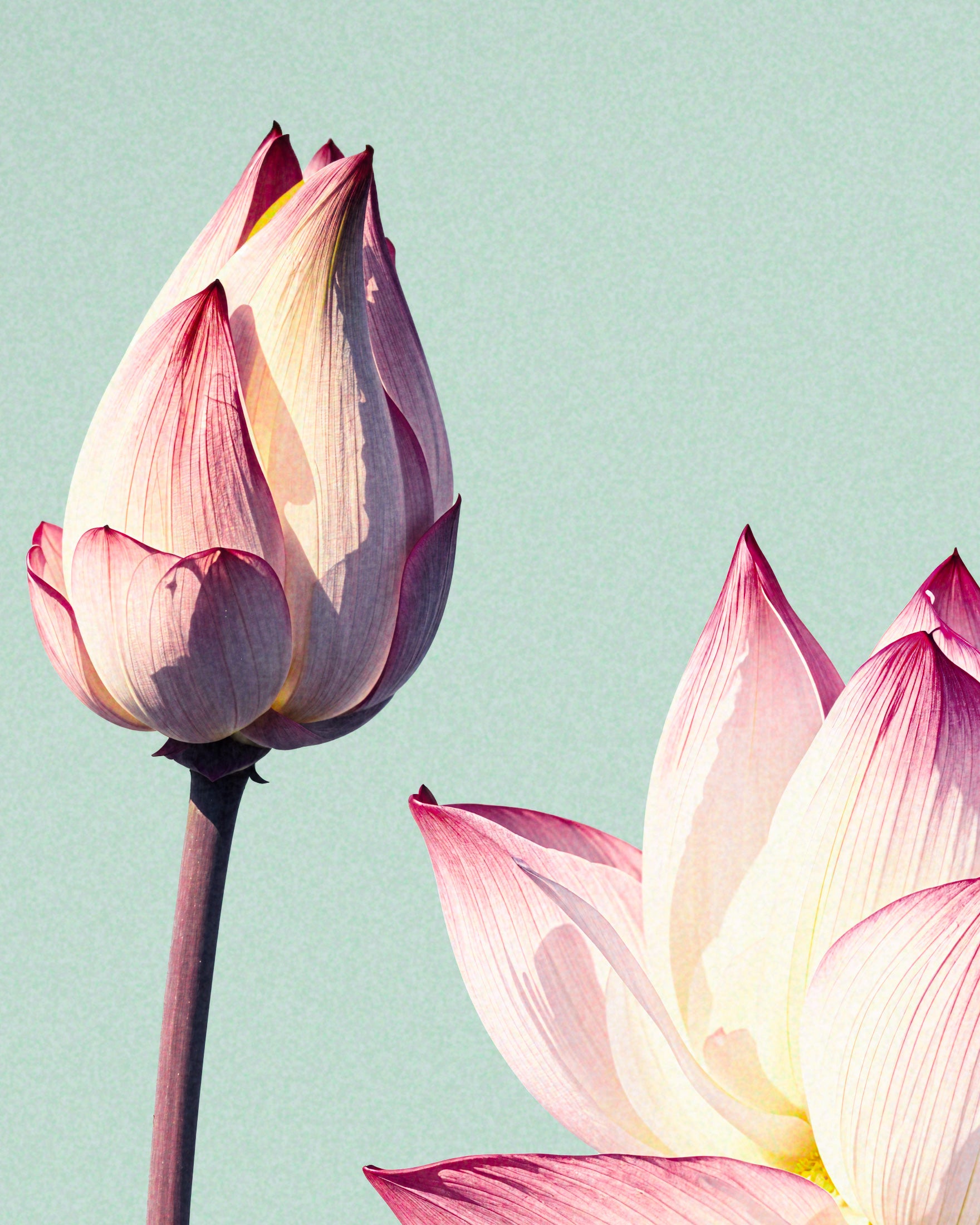 Lotusbloem, vintage poster