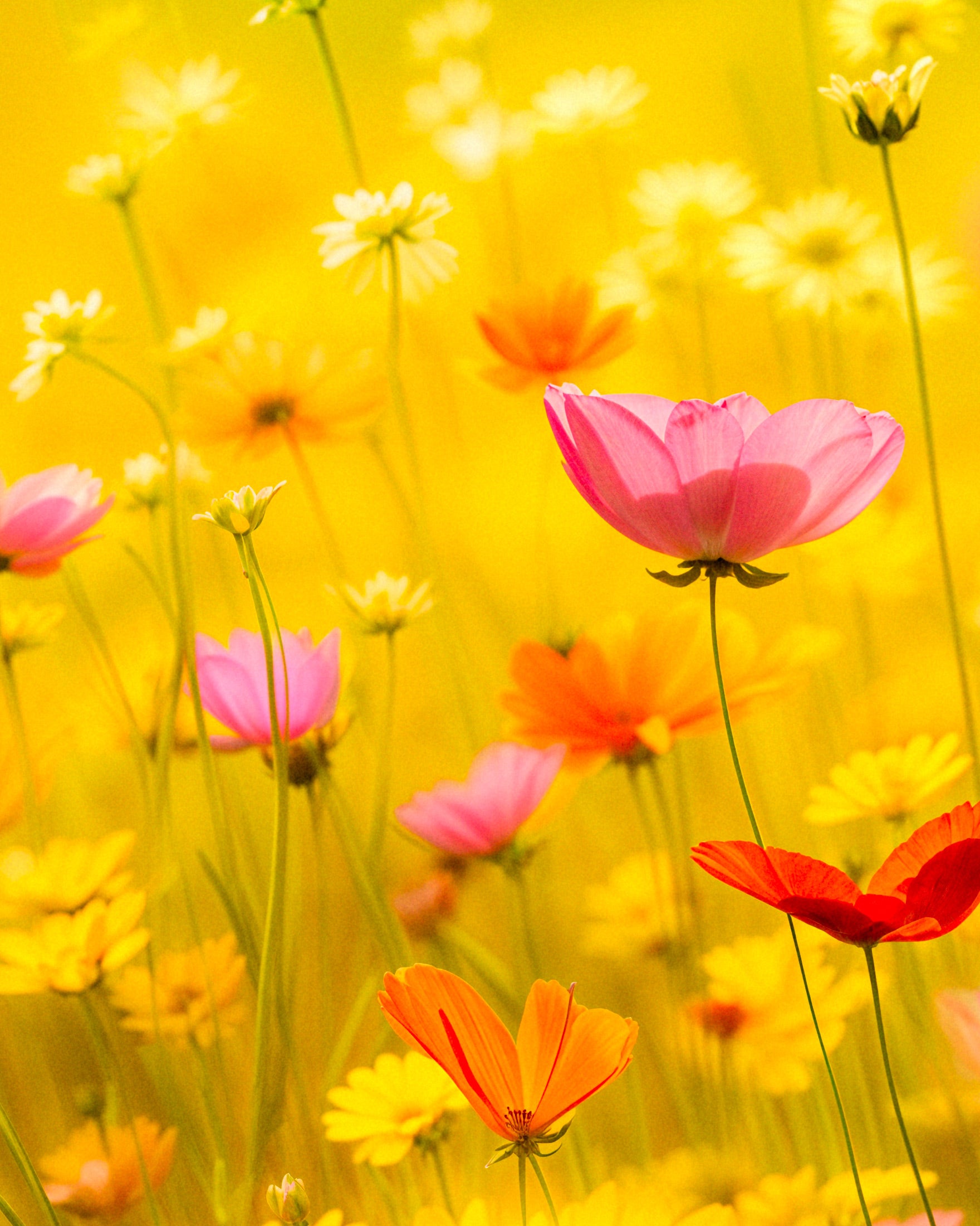 Zomerposter, bloemen