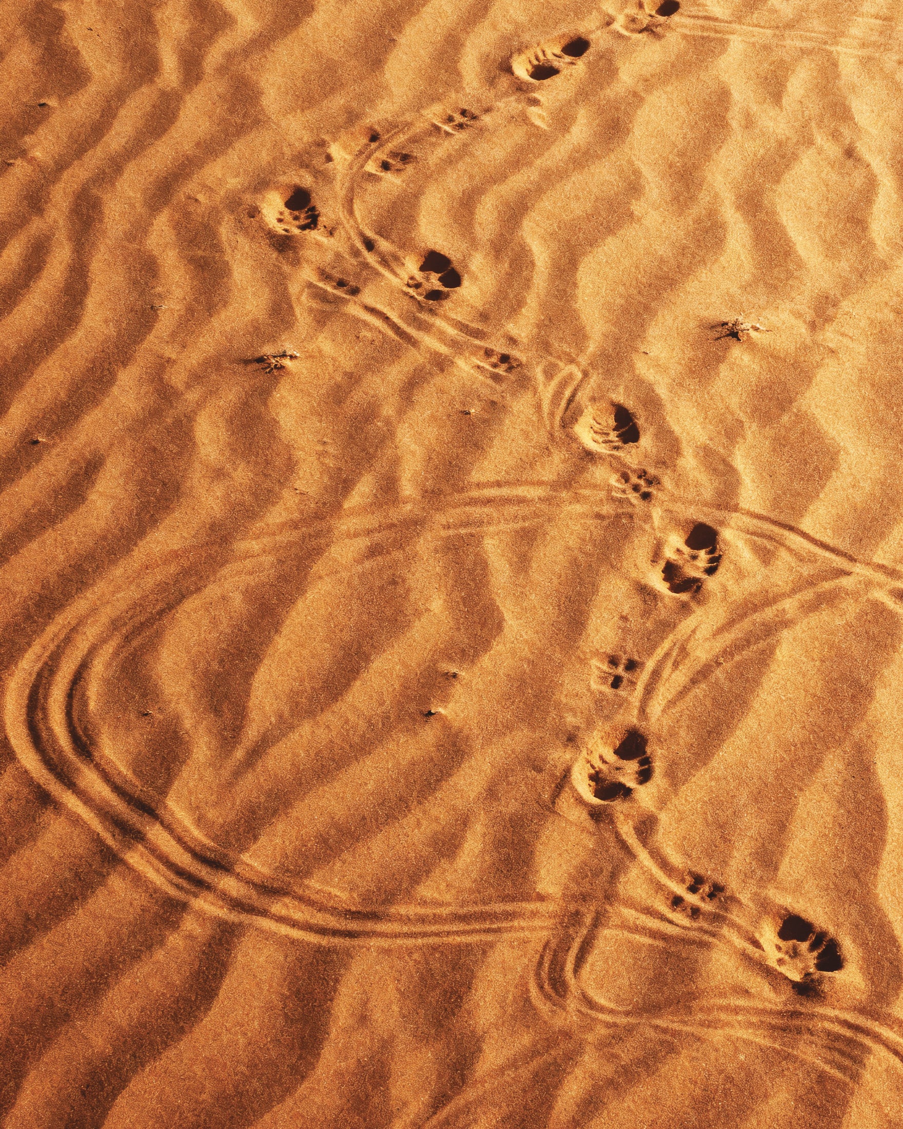 Dune Sandwalk, Woestijn voetstappen poster