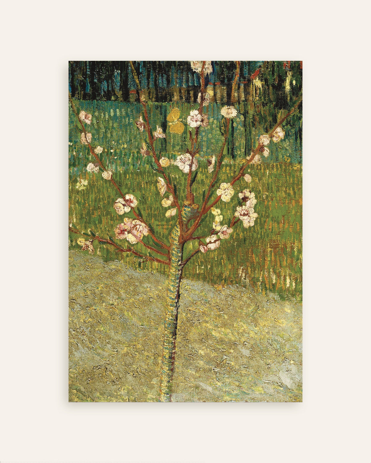 Poster van Amandelboom in bloei (1888) van Vincent van Gogh, miniatuur