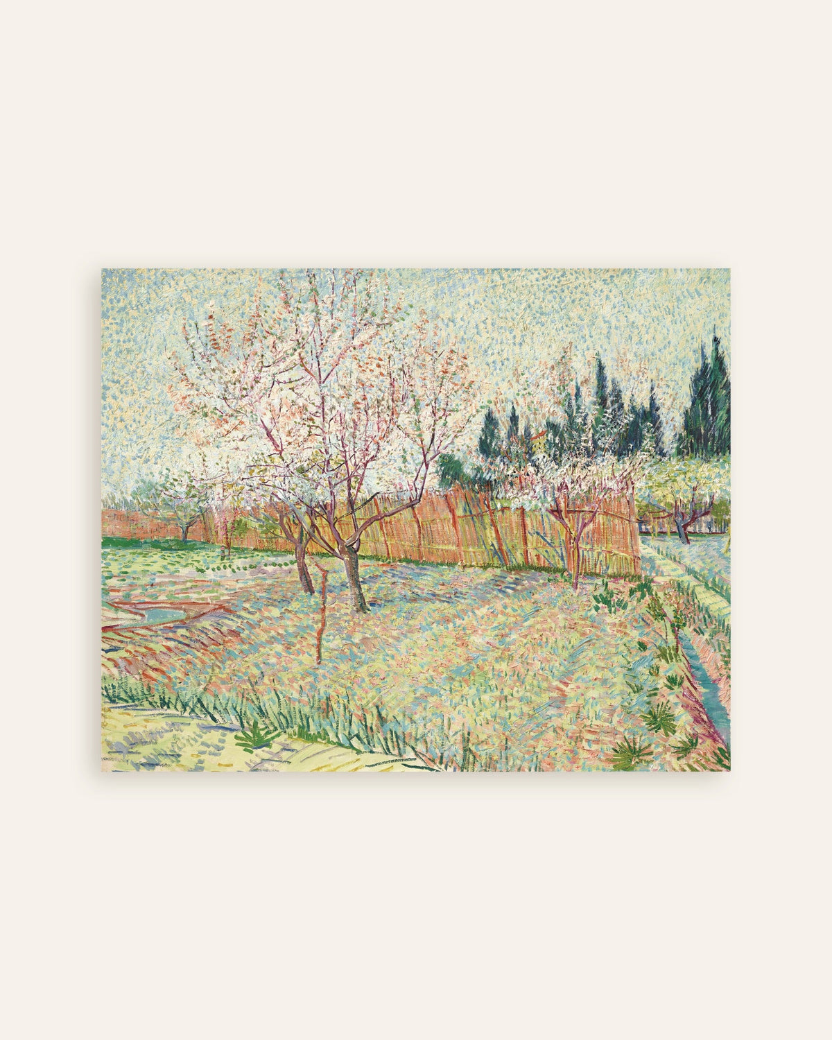 Poster van Boomgaard omzoomd door cipressen (1888) van Vincent van Gogh, miniatuur