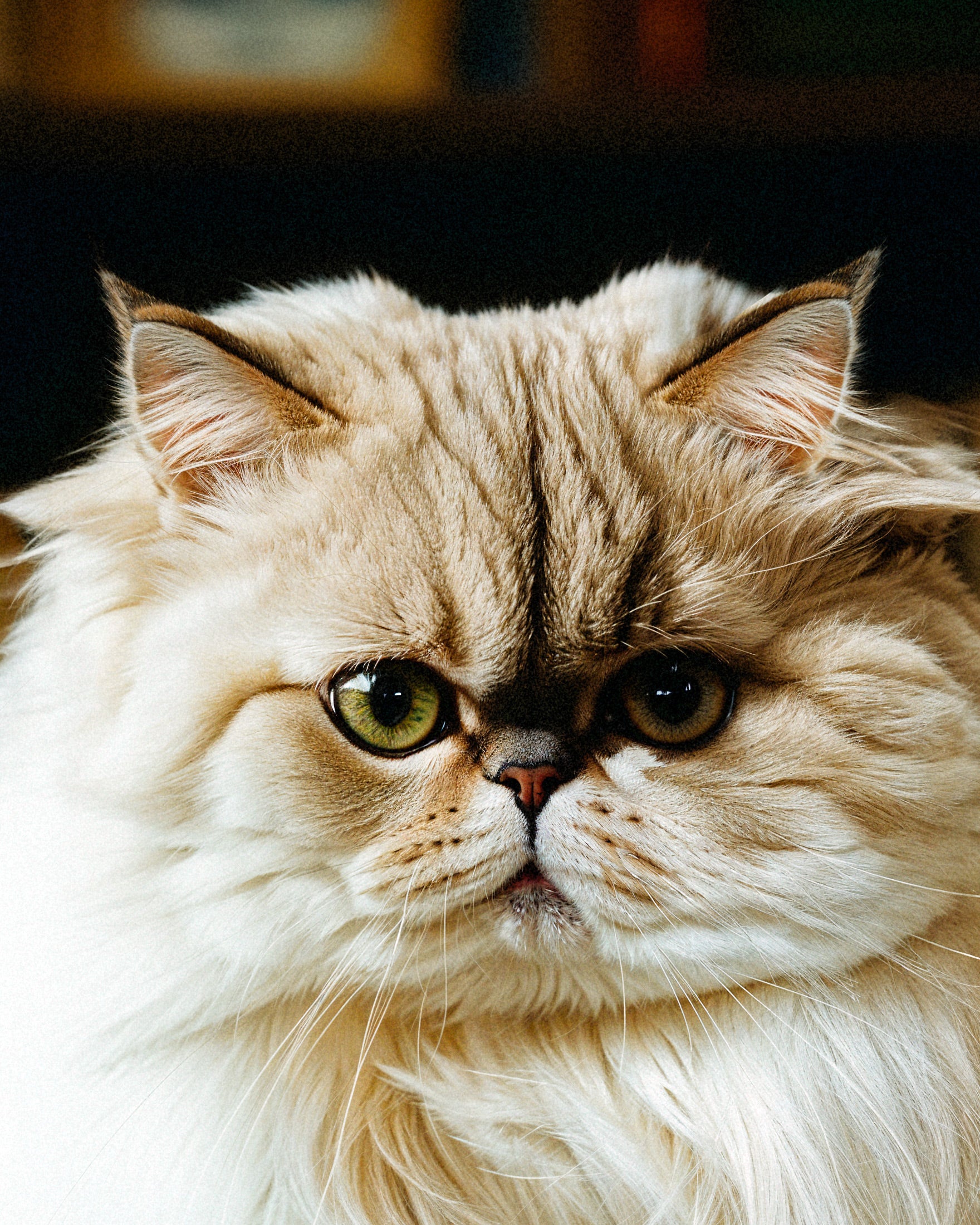 Een Perzische Kat - Poster