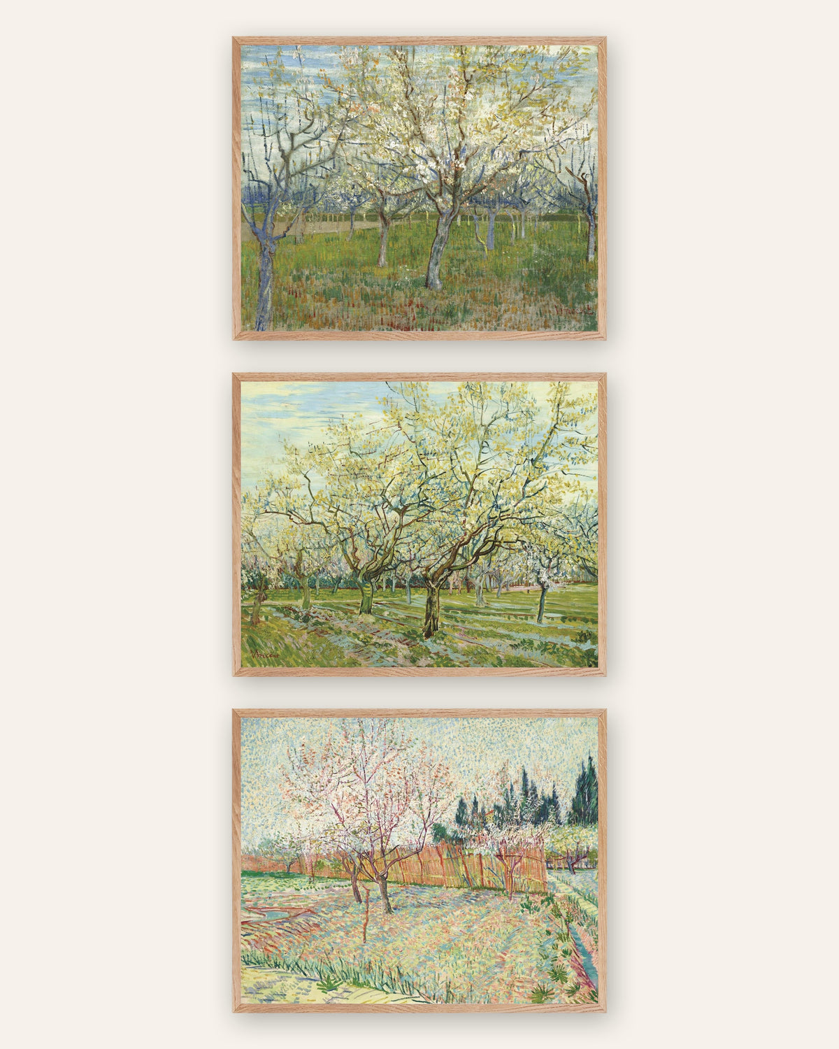 Van Gogh posters bloeiende boomgaarden, set van 3: roze, wit en met cipressen, in naturel eikenhouten lijsten